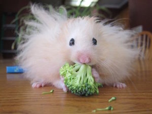 Hamster eating
