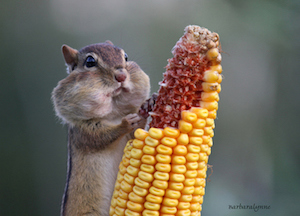 Chipmunk eating